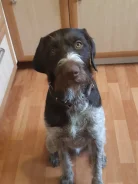 ��������. ����