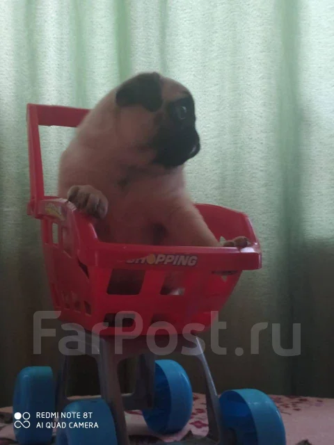 ����. ����