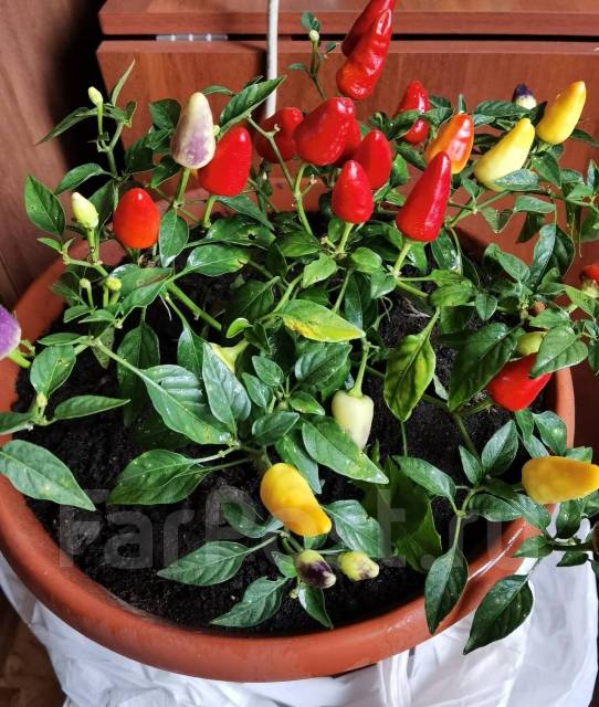 Перец декоративный и съедобный (горький) сорт "Зажигалка" в горшке ...