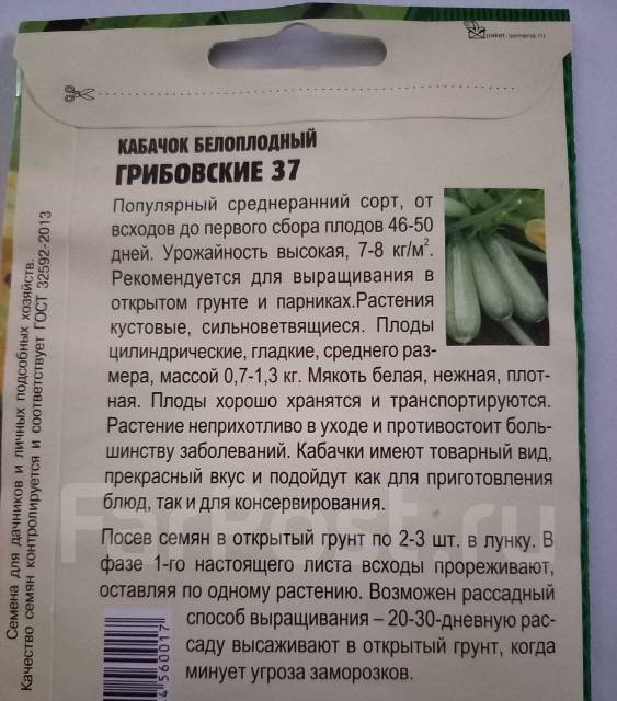 Всходы кабачков. Кабачки в огороде. Высадка рассады кабачков в открытый грунт. Всходы тыквы. Весной посадили 12 семян кабачков.