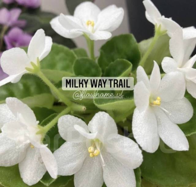 Фиалка Milky Way Trail - Сад и огород во Владивостоке