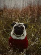 ����. ����