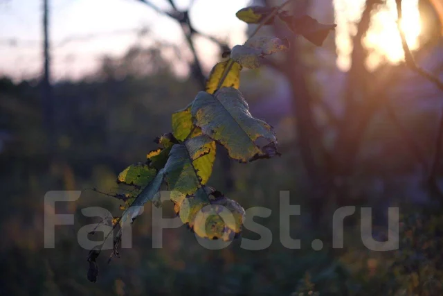 Fujifilm X-T10. 15 - 19.9 �� ����