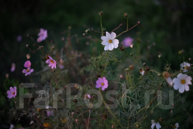 Fujifilm X-T10. 15 - 19.9 �� ����