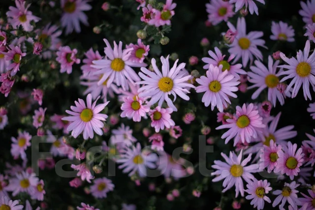 Fujifilm X-T10. 15 - 19.9 �� ����
