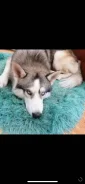 �����. ����