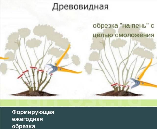 Как правильно обрезать гортензию осенью фото Гортензия древовидная Аннабель, новый, под заказ. Цена: 500 ₽ во Владивостоке