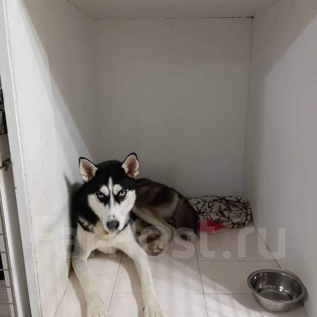 Передержка животных, зоогостиница, пригород (Угольная), гостиница во ...