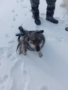 ������� ��������� �����. ����
