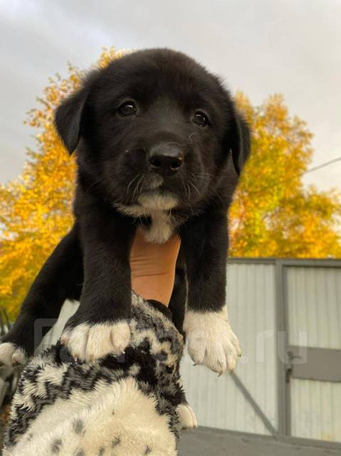 Метис аусси и лабрадор. Отдам щенка чёрного лабрадора. Лабрадор в добрые руки. Щенки лабрадора в добрые руки. Щенки лабрадора в добрые руки.