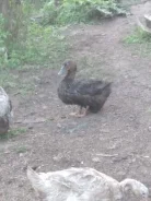 ����. ����