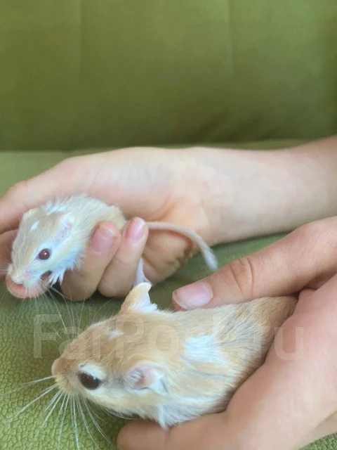 ����. ����