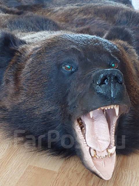 Шкура медведя на стене (78 фото) - фото - картинки и рисунки: скачать бесплатно