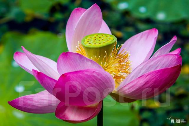 Толығымен жалаңаш атақты адамдардың фотосуреттерін қараңыз