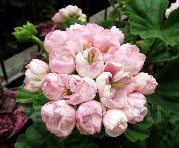 Марбаска тюльпан пеларгония фото описание