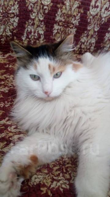 Сибирская трехцветная кошка осталась без дома во Владивостоке