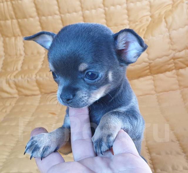 Голубой чихуахуа. Голубая чихуахуа фото. Лиловый чихуахуа. Чихуахуа кобби голубой. Голубая чихуахуа фото.