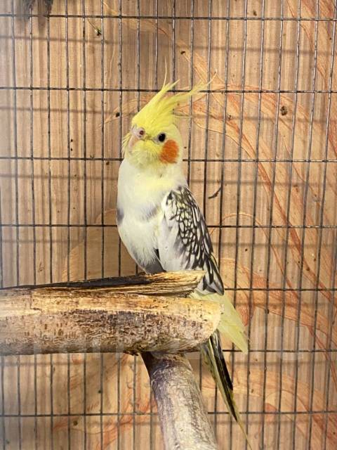 Заводчики попугая корелла. Корелла. Заводчики попугая корелла. Птенец попугая кореллы. Корелла арлекин.