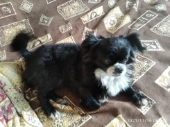 �������. ����