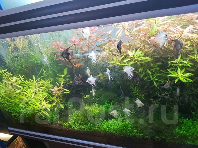 Помощник по хозяйству. Обслуживание аквариумов и террариумов, работа в ...