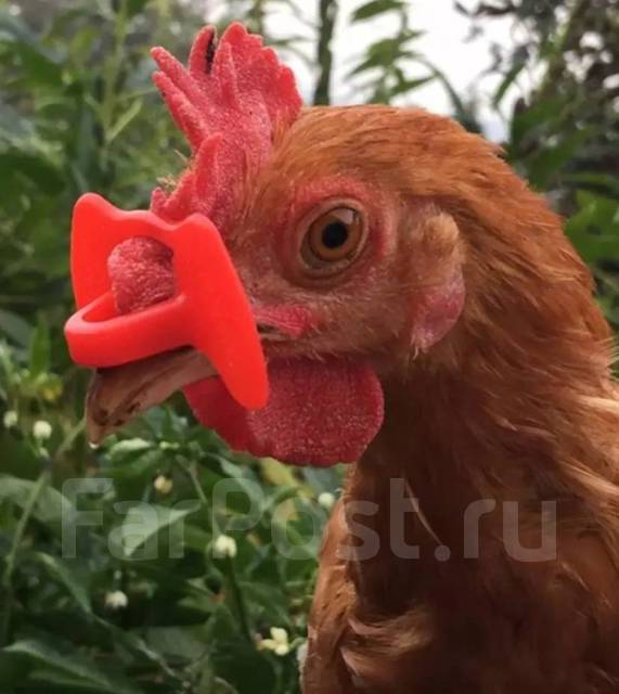 Очки от расклева для кур - Птицы в Хабаровске