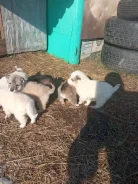 �����. ����