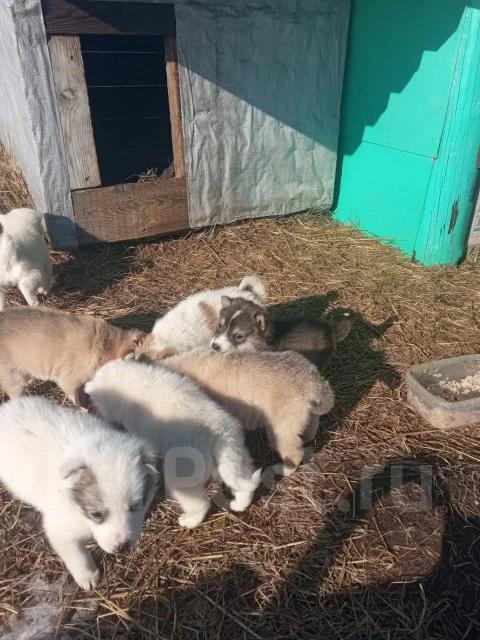 �����. ����