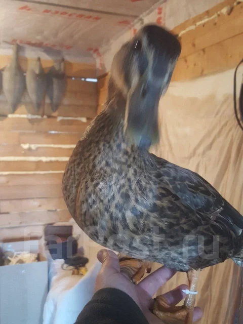 ����. ����