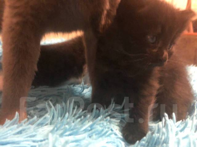 Котята , от умной мамы кошки Кушают всё - Отдам, возьму бесплатно во ...