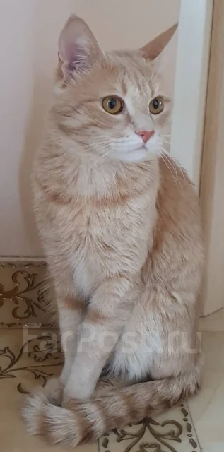 �����. ����