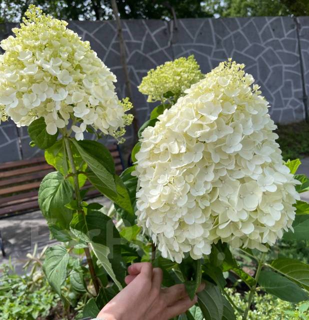 Самер сноу. Hydrangea paniculata Summer Snow.