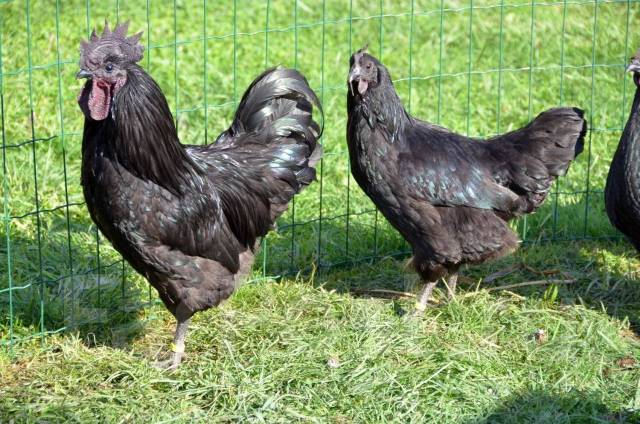 Черные породы кур описание фото отзывы Продам курочек породы ухэйилюль, в наличии. Цена: 1 000 ₽ во Владивостоке