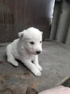�����. ����