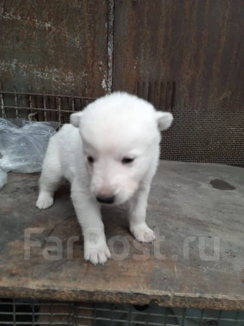 �����. ����