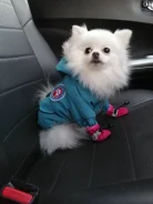 ����. ����