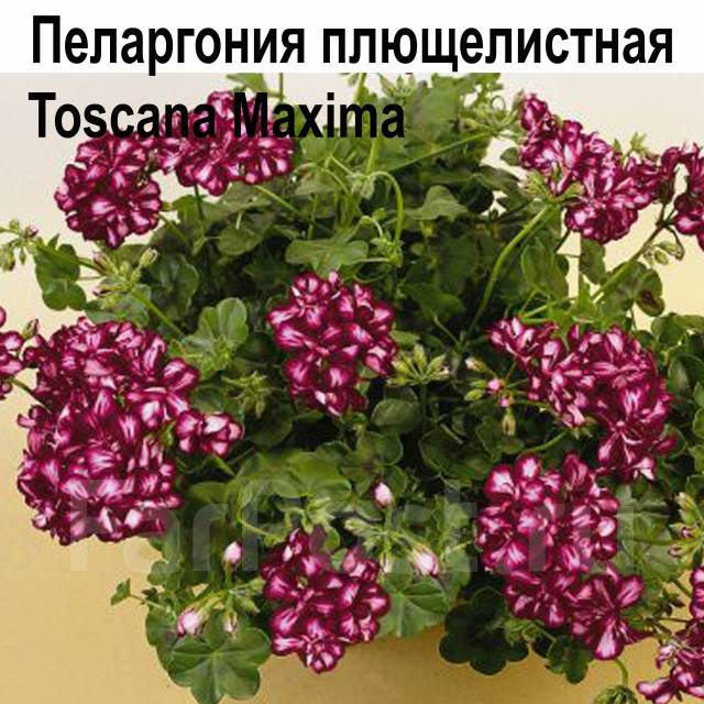 Сорта плющелистной пеларгонии фото