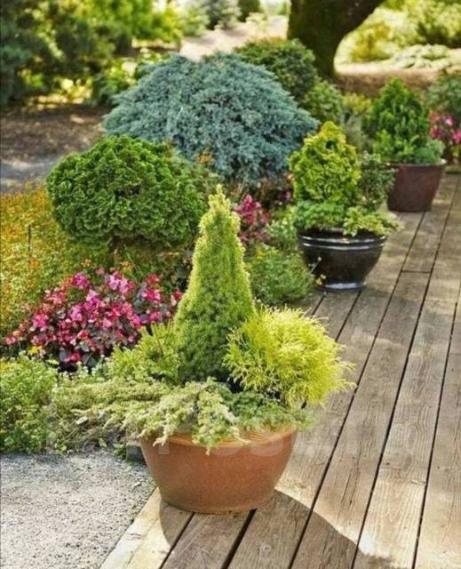 Можжевельник горизонтальный Голден Карпет/Золотой ковёр - Сад и огород ...