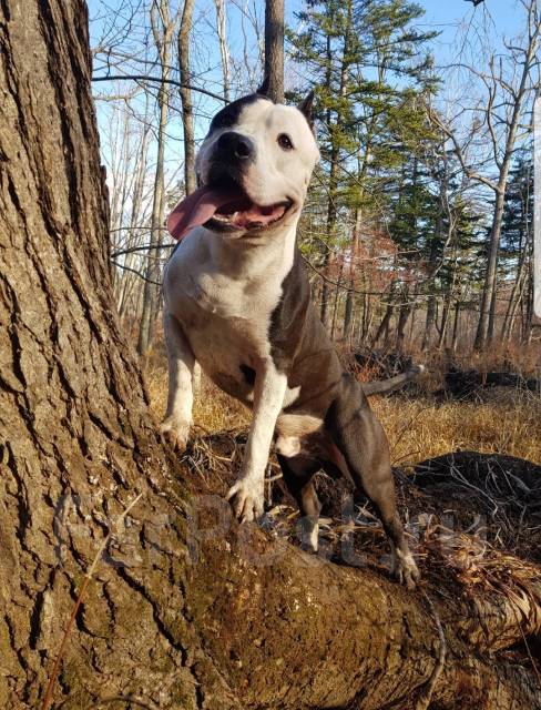 Вязка. Чистокровный Стаффорд. Amstaff с родословной