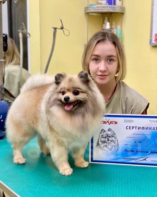 Груминг ангарск. Собака с прической. Груминг ангарск. Груминг ангарск. Груминг ангарск.