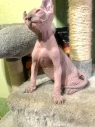 ����. ����