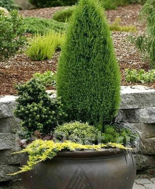 Можжевельник горизонтальный Голден Карпет/Золотой ковёр - Сад и огород ...