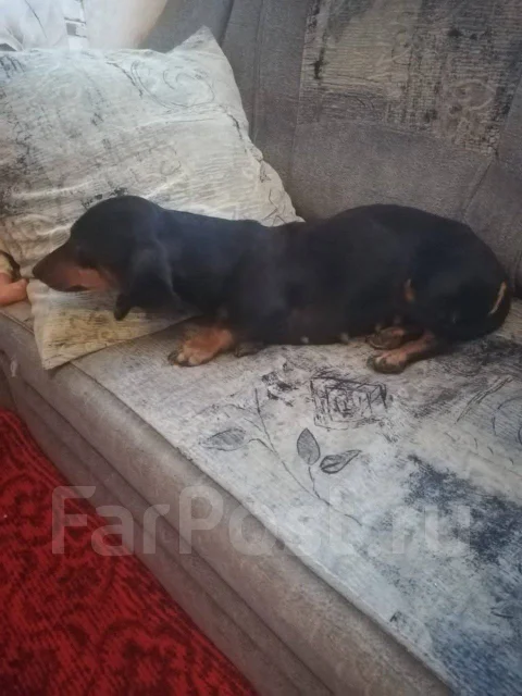 �����. ����