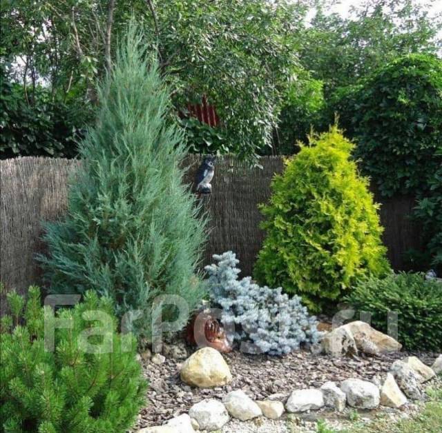 Можжевельник горизонтальный Голден Карпет/Золотой ковёр - Сад и огород ...