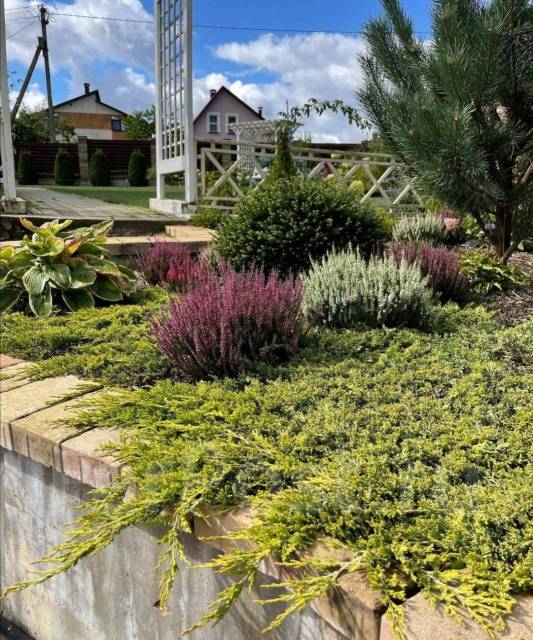 Можжевельник горизонтальный Голден Карпет/Золотой ковёр - Сад и огород ...