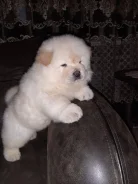 ���-���. ����