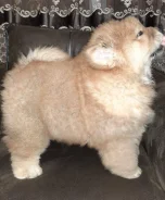 ���-���. ����