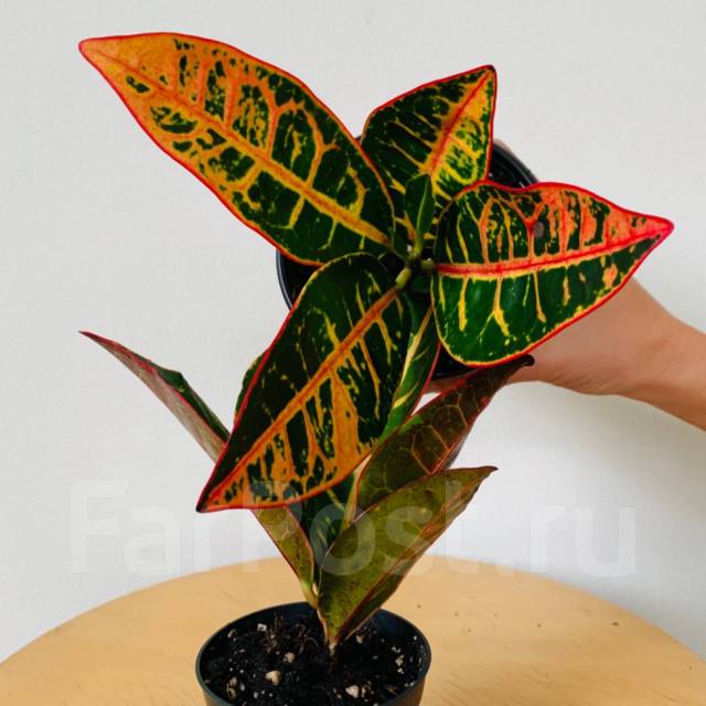 Кодиеум Петра (кротон), в наличии. Цена: 500₽ во Владивостоке