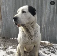 ������. ����