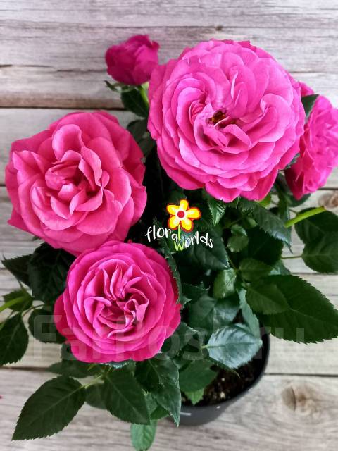 Роза Кордана крупноцветковая, ярко-розовая - Растения во Владивостоке