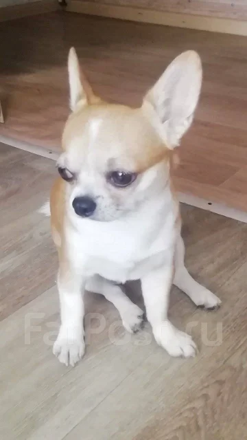��������. ����